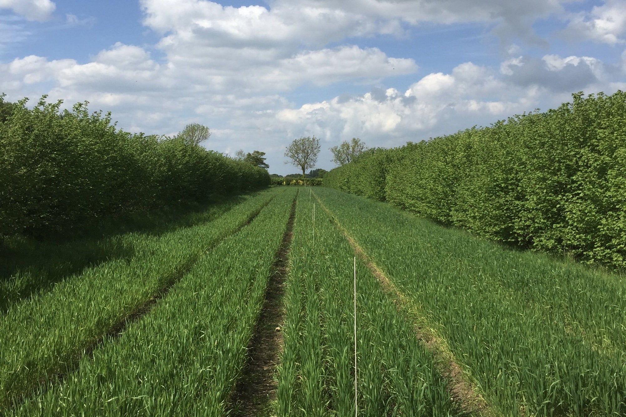 East Anglian Agroforestry Open Farm Weekend (1st & 2nd May)