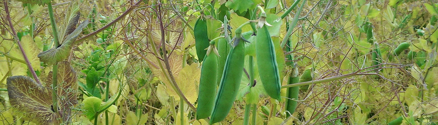 Carlin Peas