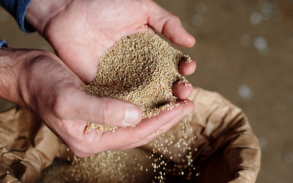 British Quinoa