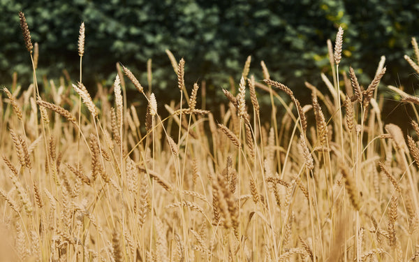 YQ: Revolutionary population wheat grain, flour & bread