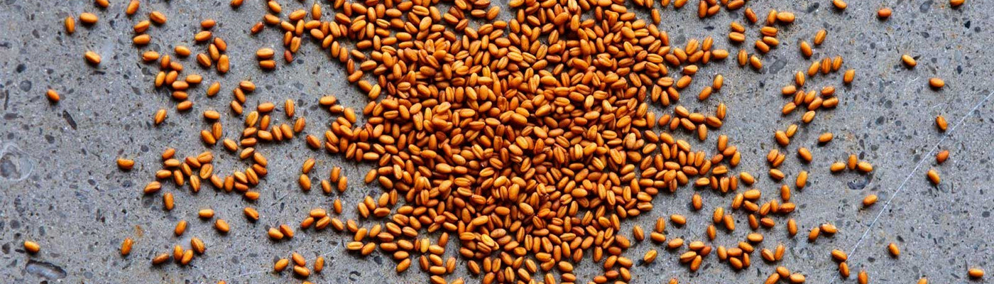 Camelina Seed