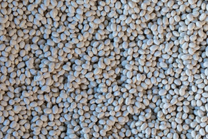 Alubia Blanca from North America