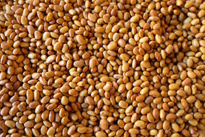Buckeye Beans from North America