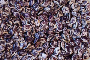 Christmas Lima Beans from North America