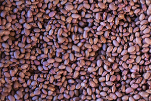 King City Pink Beans from North America