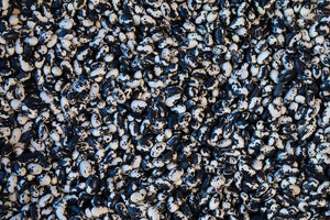 Vaquero Beans from North America