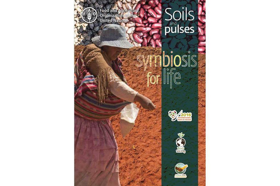 Soil and Pulses, Symbiosis for Life - Hodmedod's British Pulses & Grains