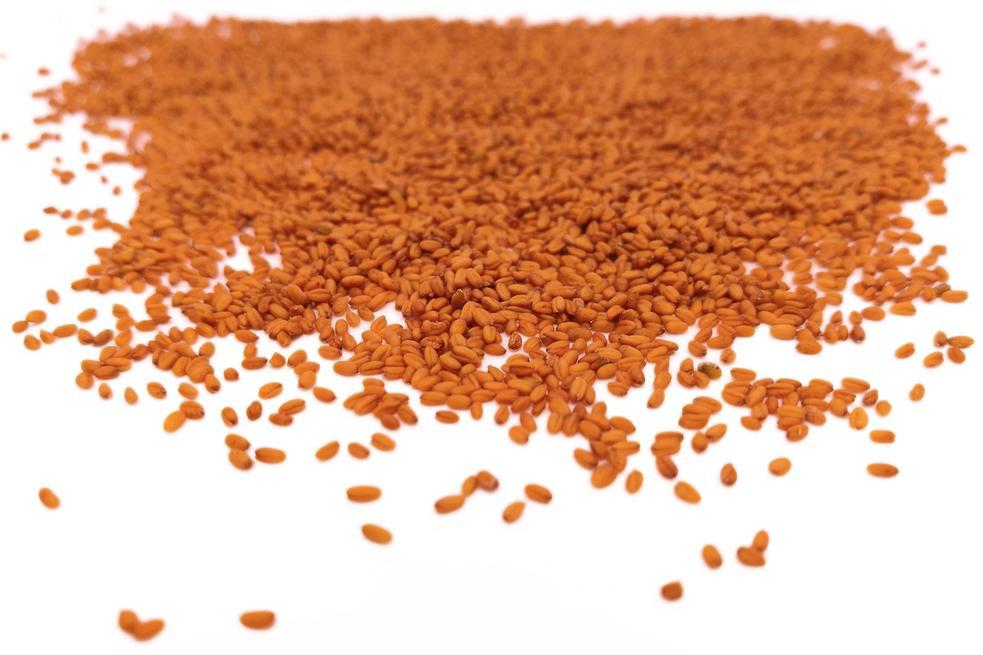 Camelina Seed - Hodmedod's British Pulses & Grains
