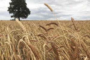 Miller's Choice - A New Wheat from Old Wheat