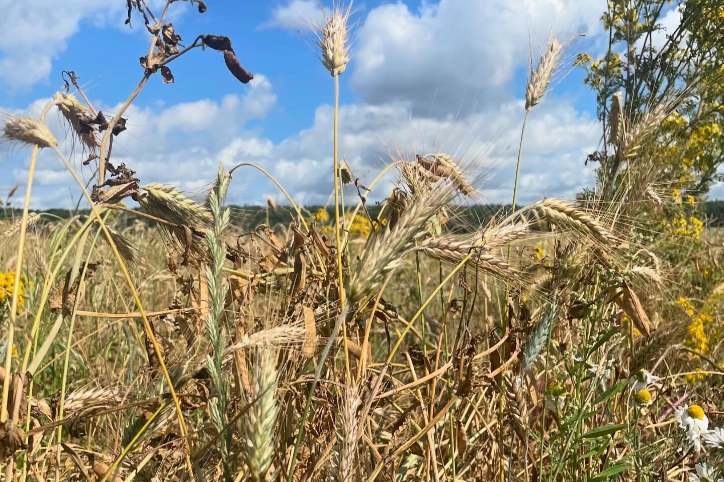 Carlin peas from a transformed arable farm