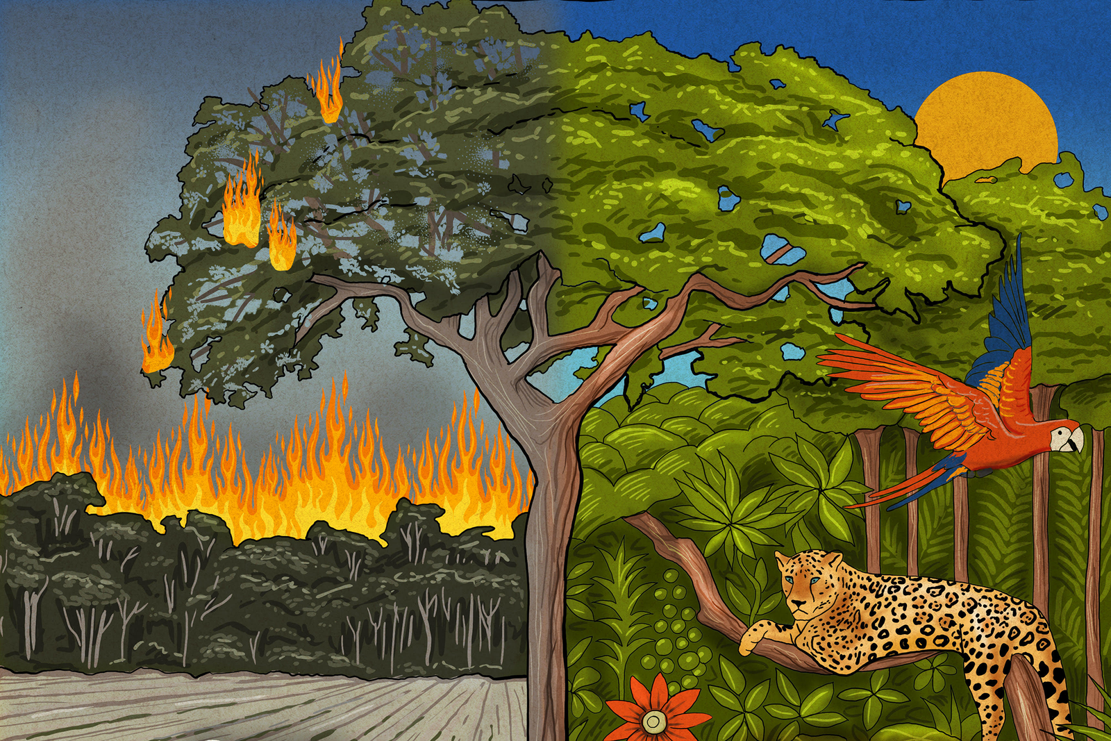 What Would the World Look Like Without the Amazon Rainforest?