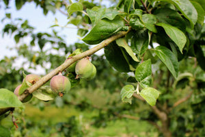 Julie Bailey's orchard