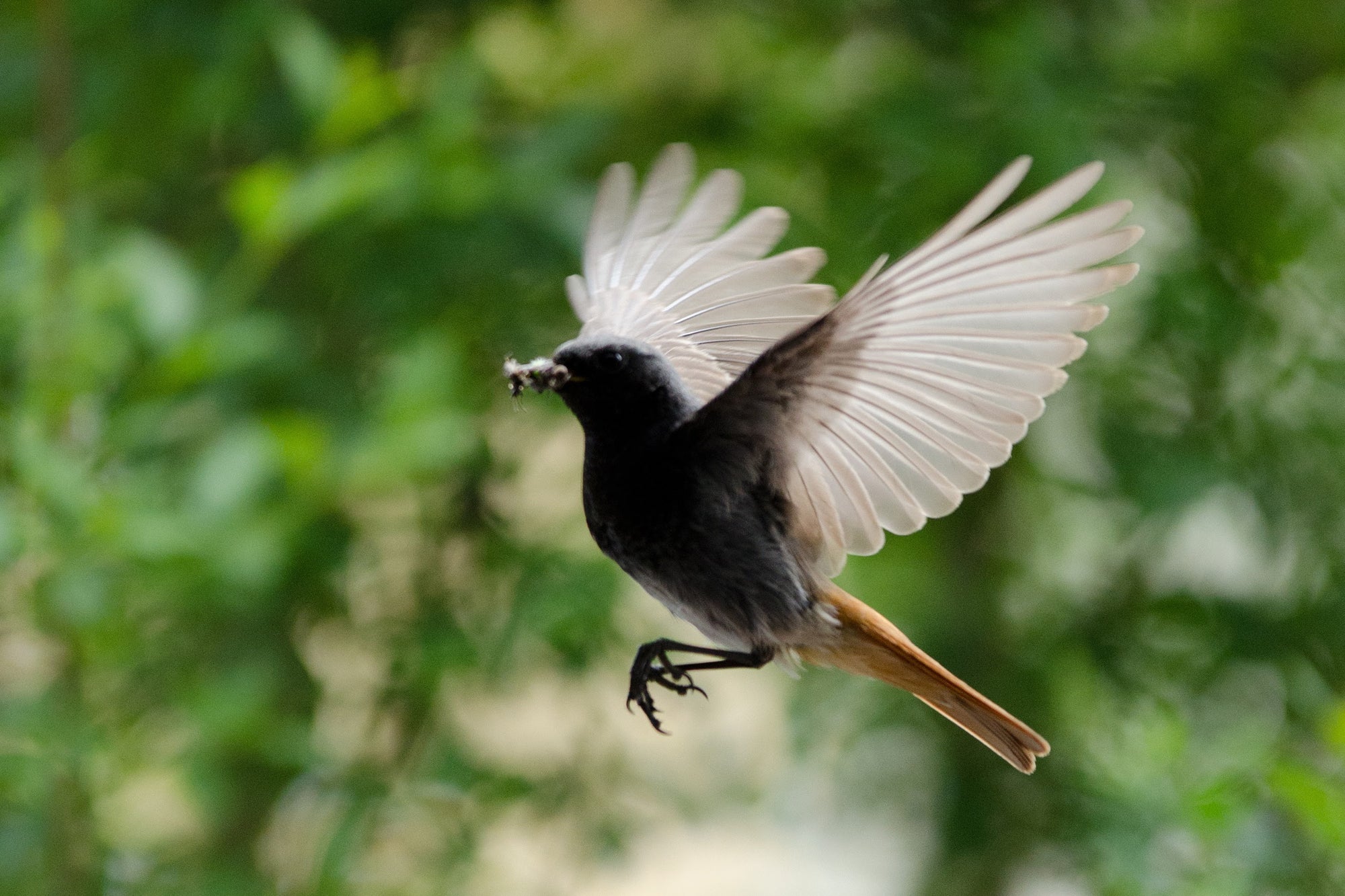 Barleybird takes flight: changing food systems through agroecology