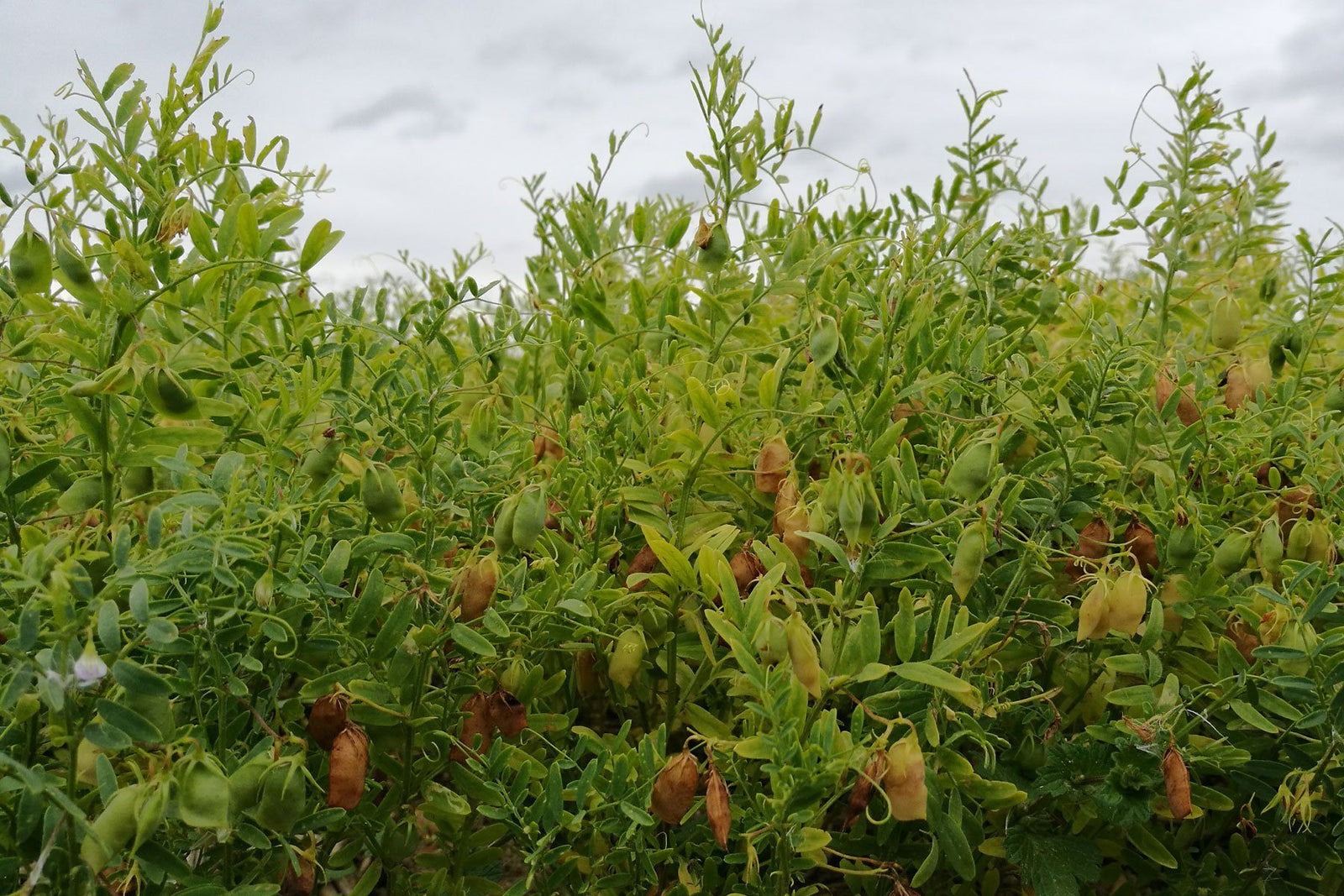 First British lentil harvest underway