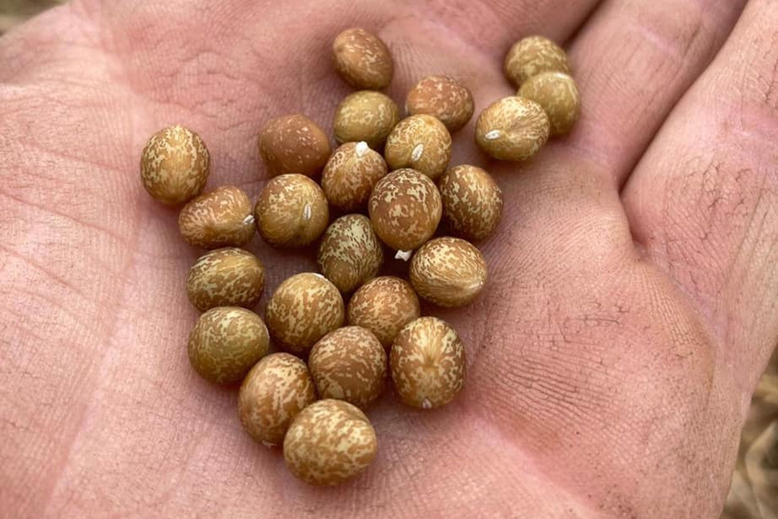 Here come the carlin peas