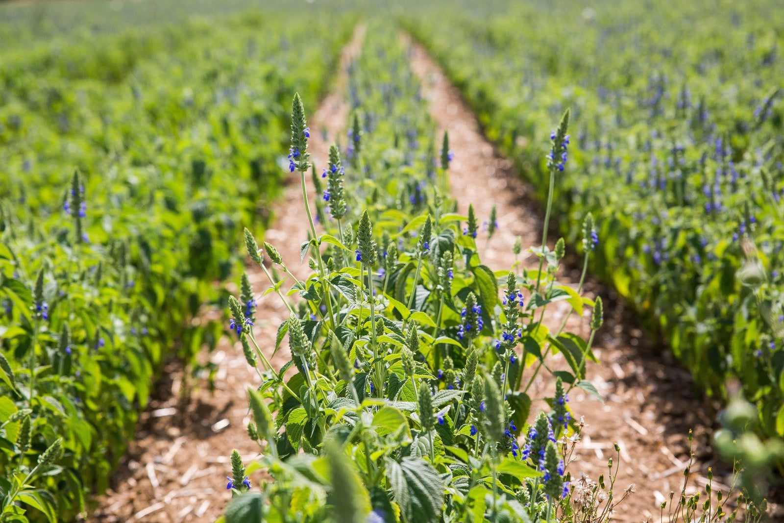 Reasons to be Chia-ful