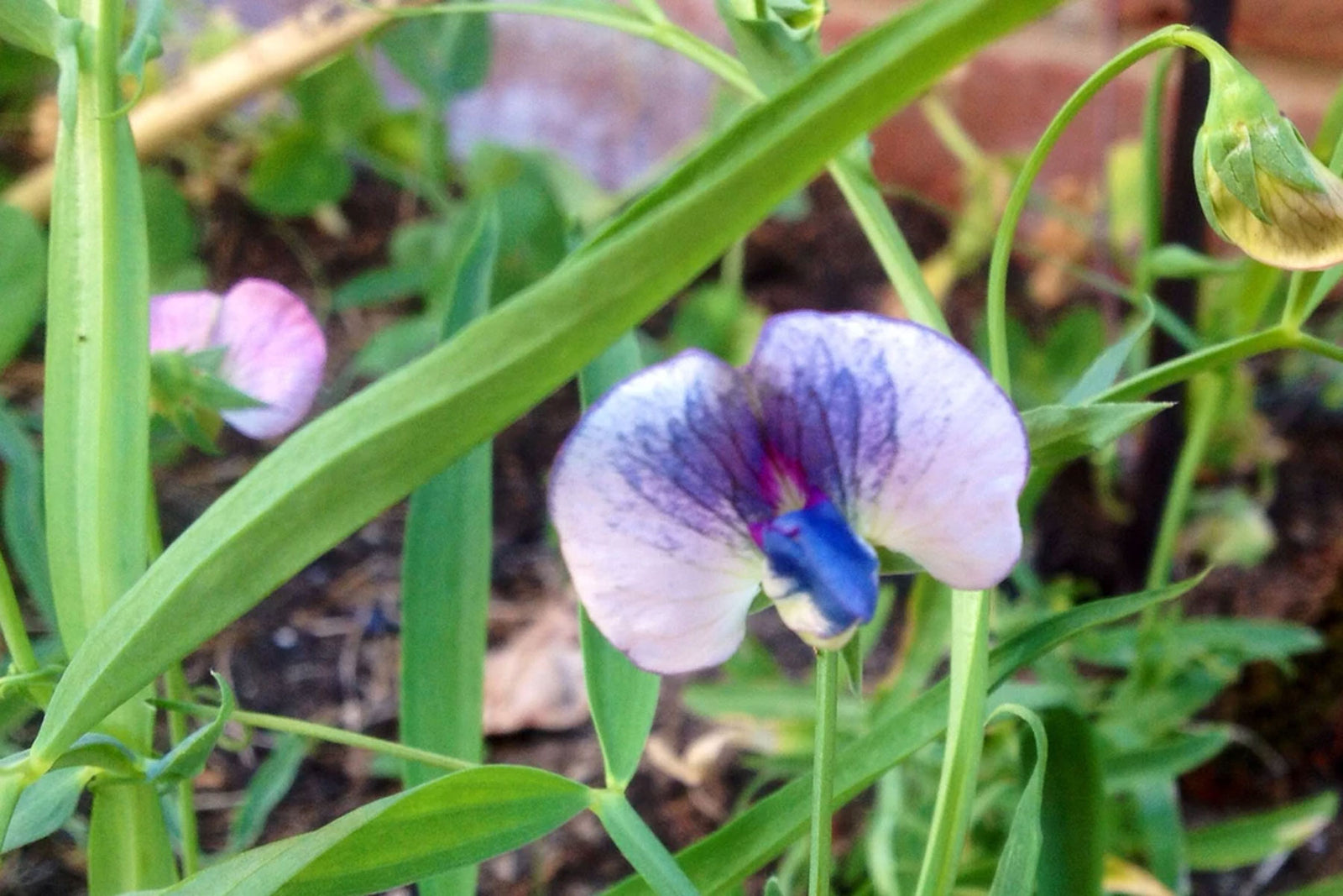 Beautiful Cicerchia Flowers (Lathyrus sativus)