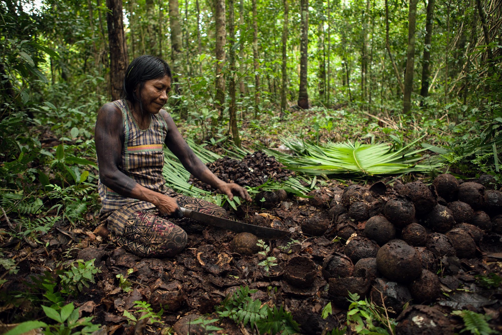 Kayapo Brazil nut harvest, photo courtesy Simone Giovine