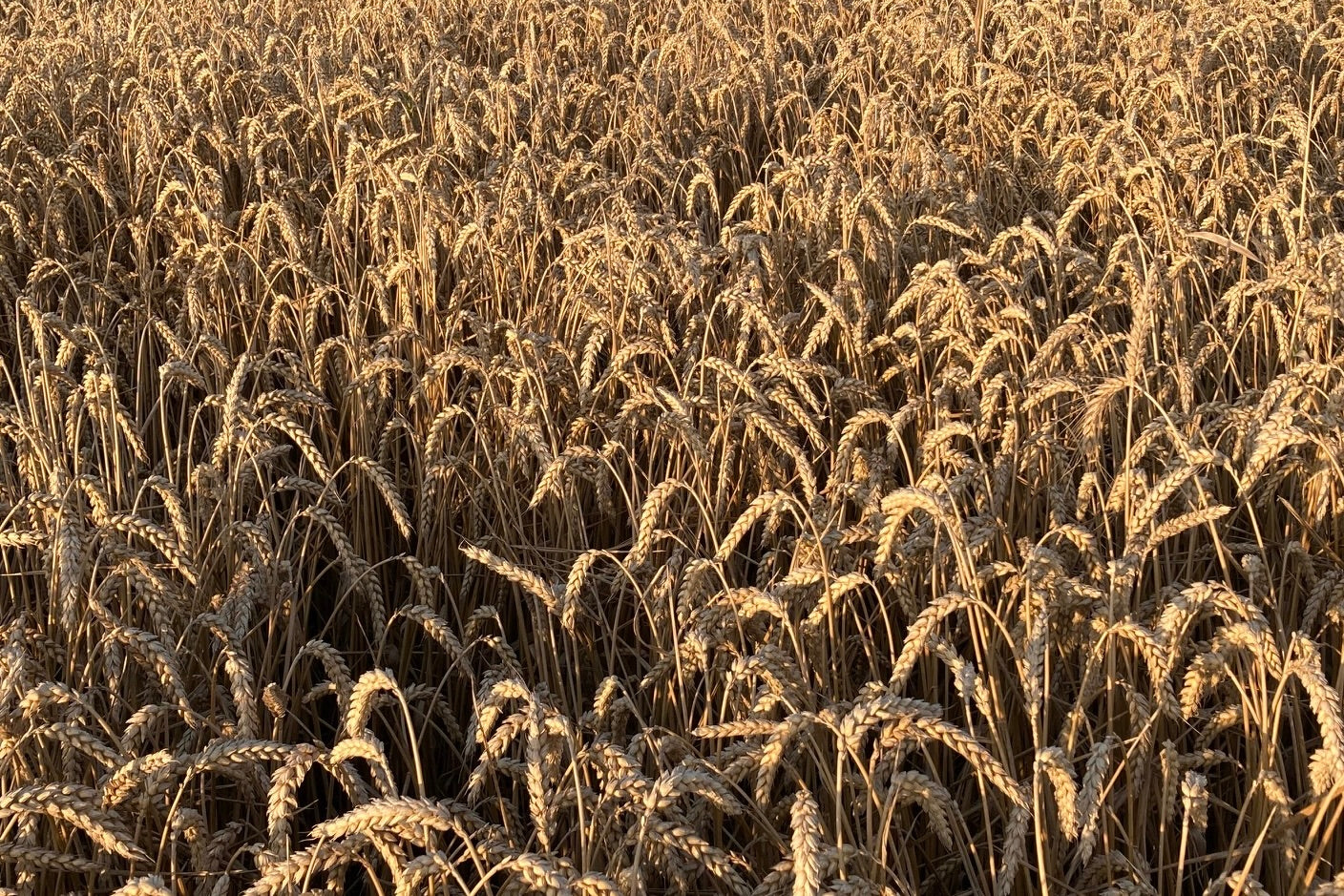 Ah, Flanders, welcome back!