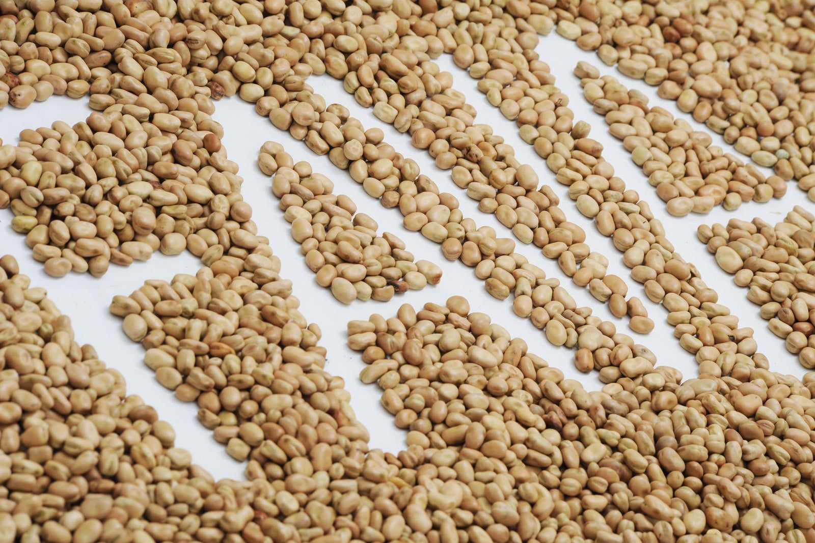 Sicilian Maccu: Whole Fava Bean Soup