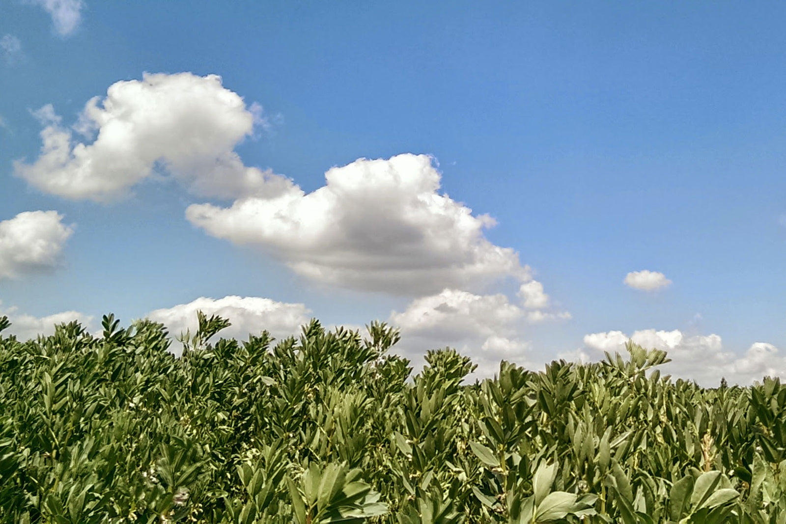 Grow Beans to Fight Climate Change