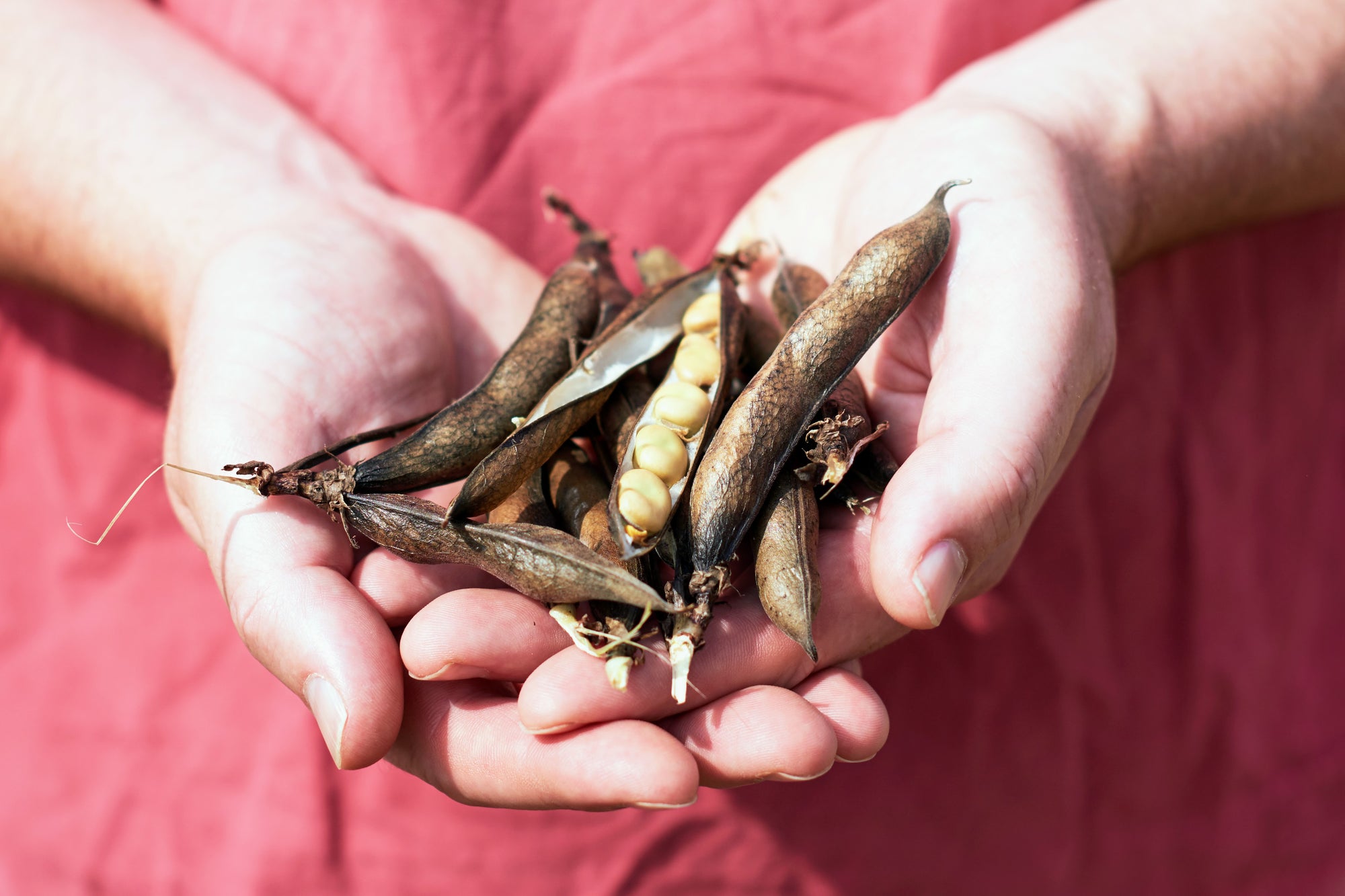 Handful of fava beans