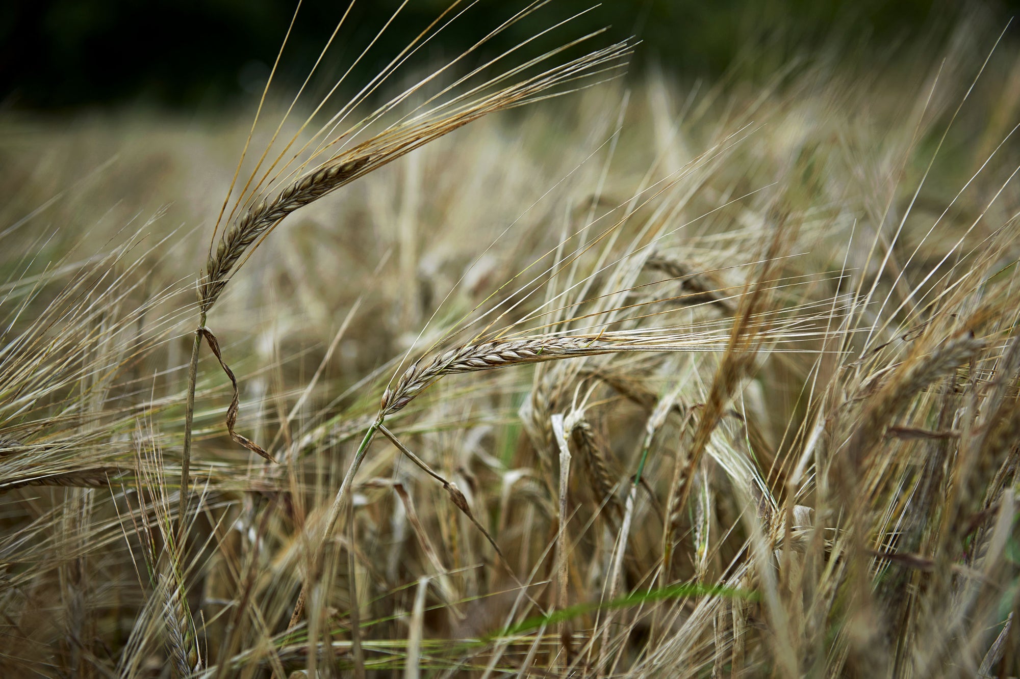 What is naked barley? Why should we grow and eat more?