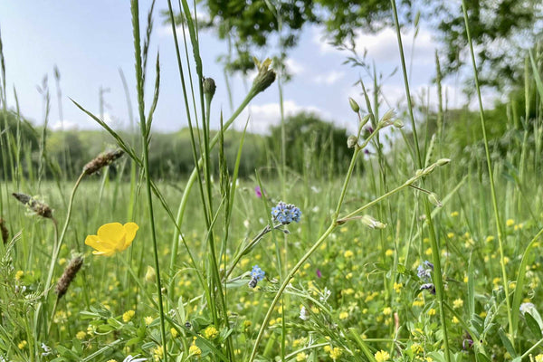 Biodiversity in & around arable fields at Green Acres - Hodmedod's ...