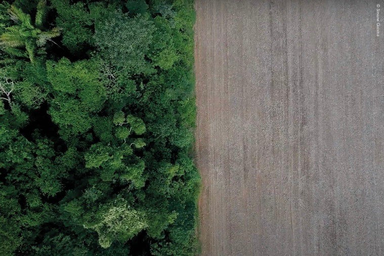 Soy No More: Breaking the UK's dependence on imported soy