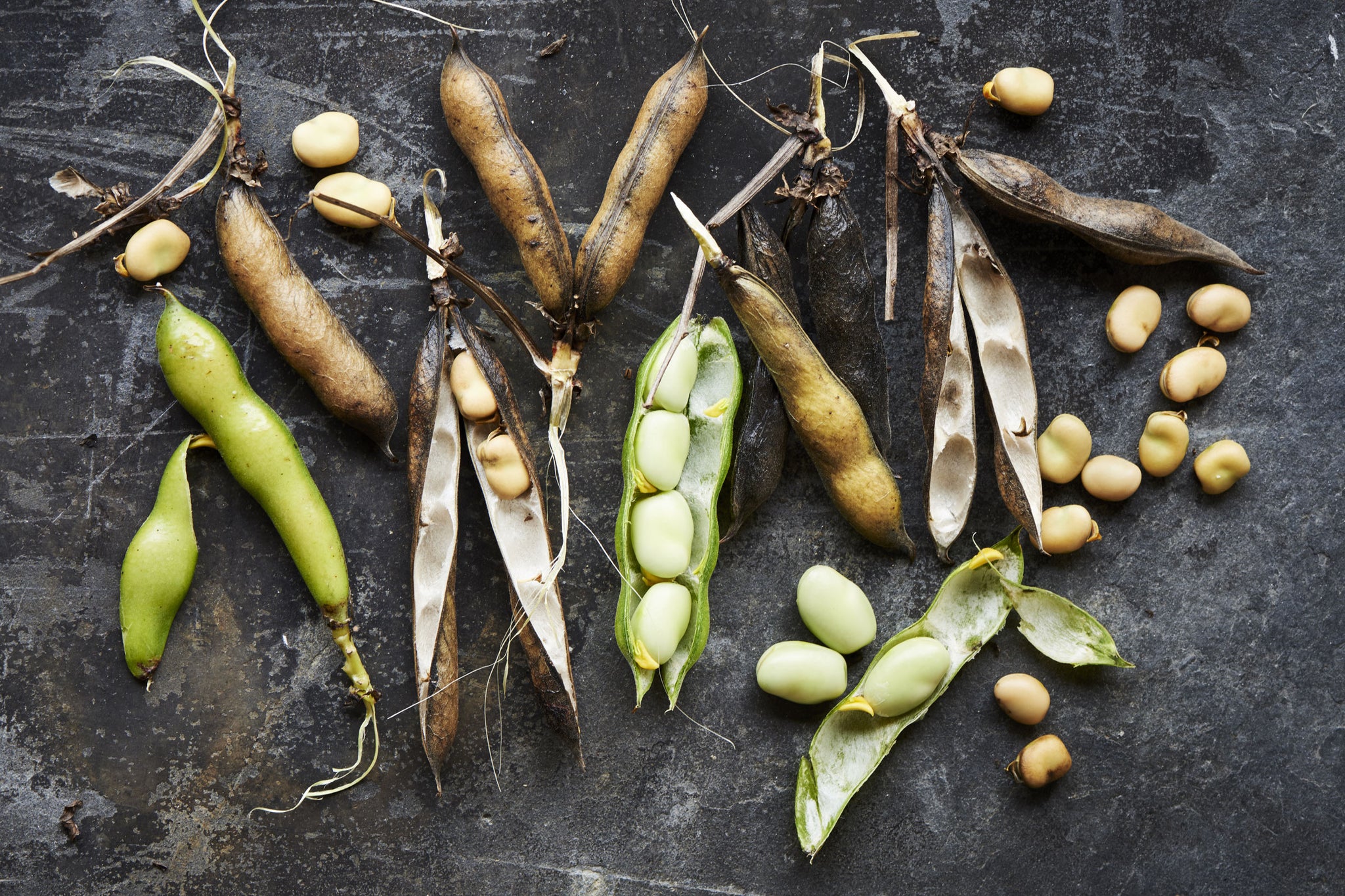 What are fava beans? Aren't they just broad beans?