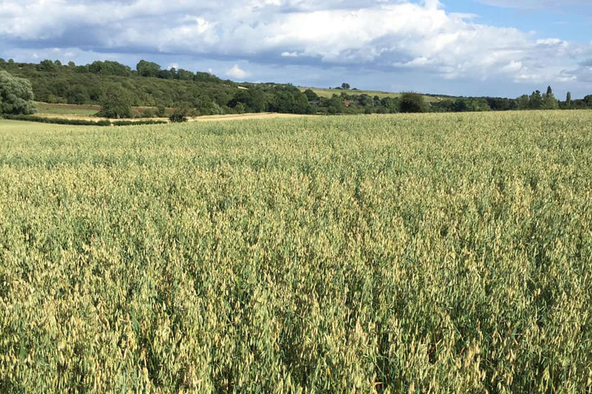 Naked oats are a disruptive technology