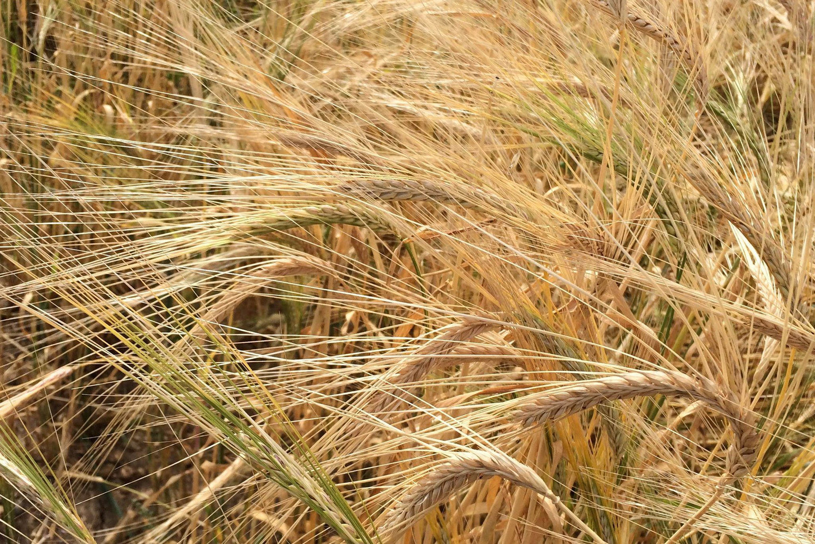 Naked Barley arrives at the Bean Store (at last!)