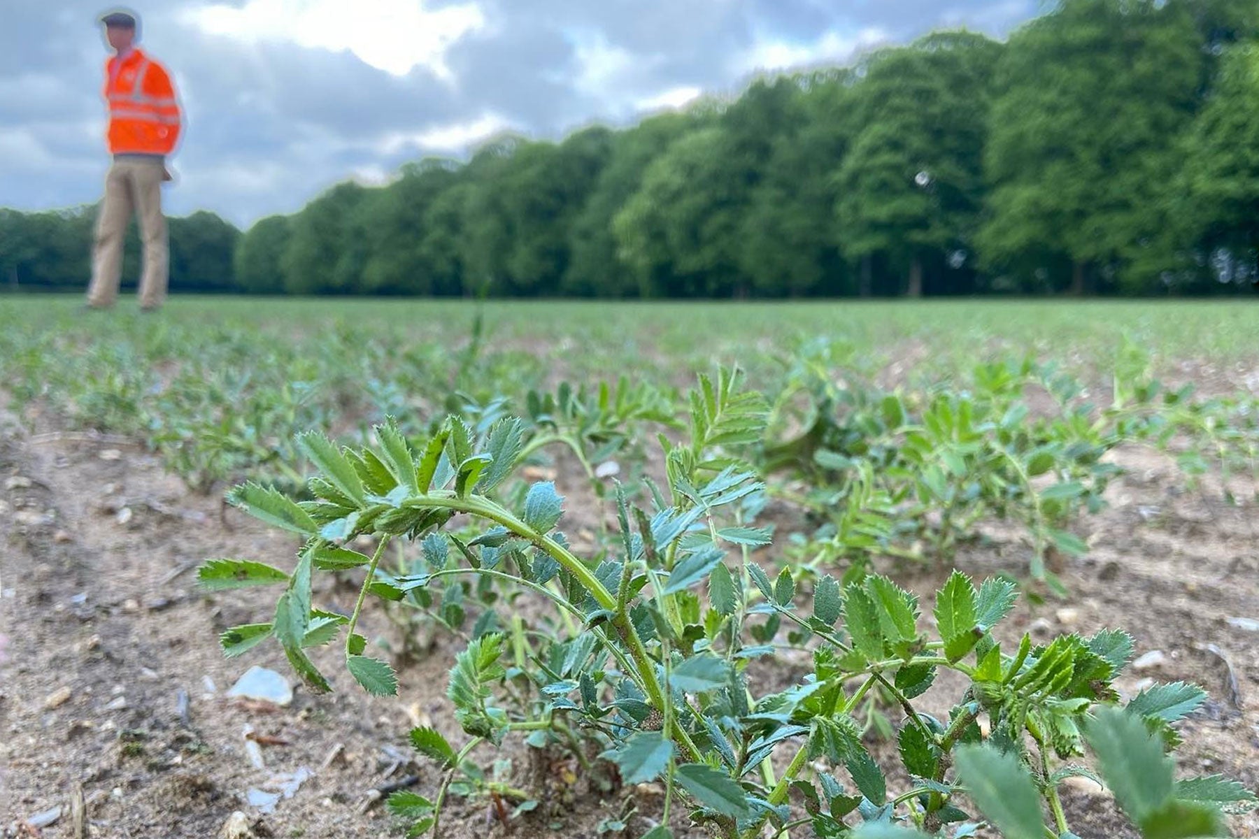Norfolk Chickpeas in a Changing Climate