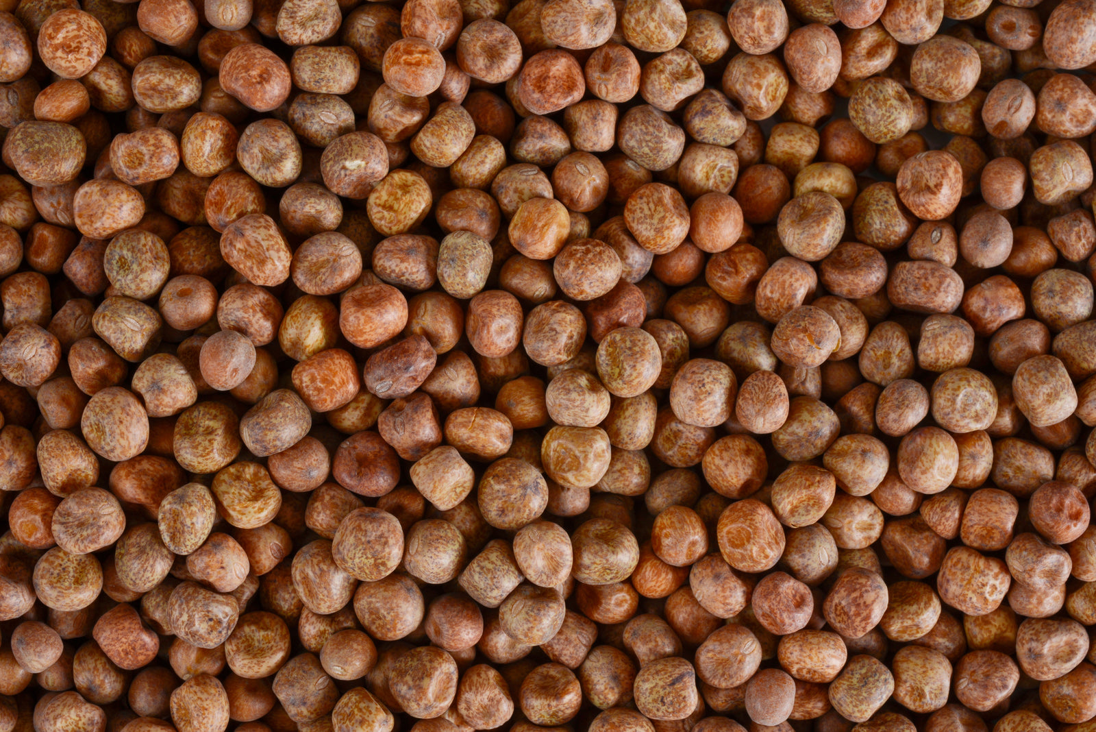 Hap-pea Carlin Sunday! A regional food & seed festivity