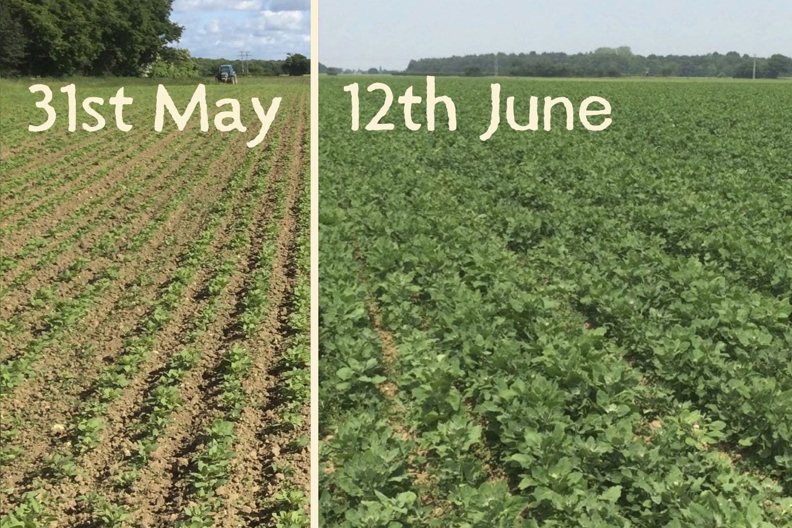 A Fortnight in the Organic Quinoa Field