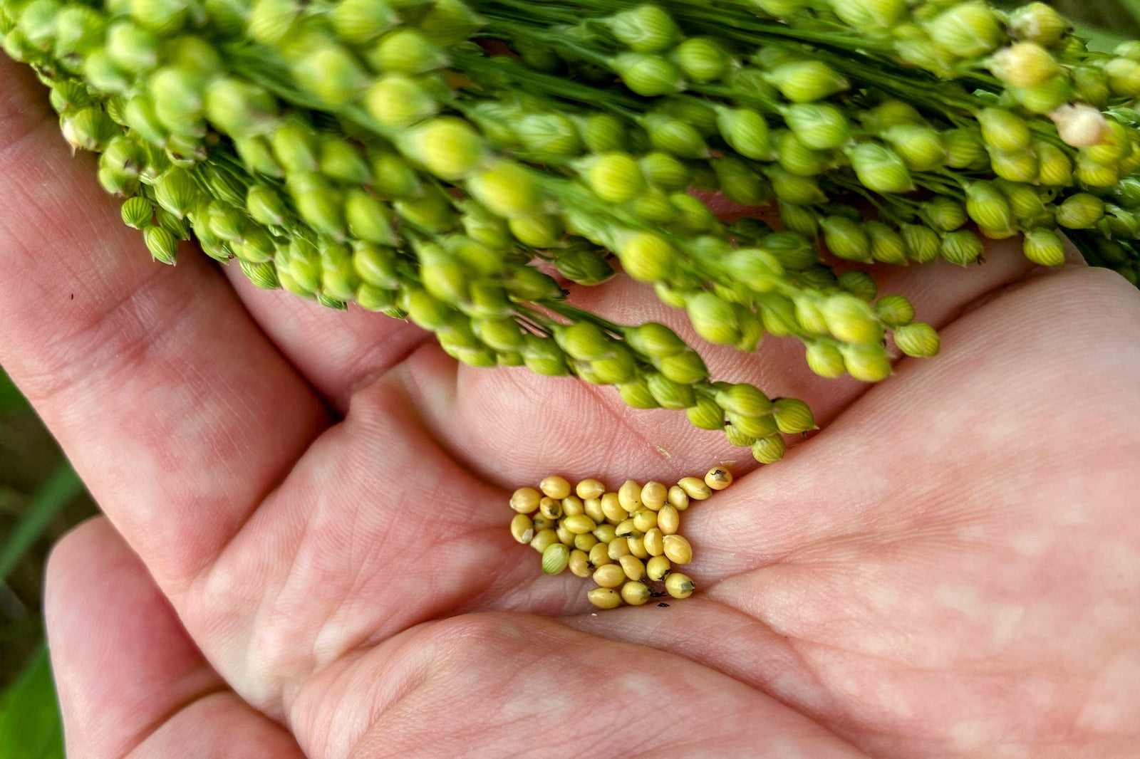 What is millet? Or rather, what are millets?