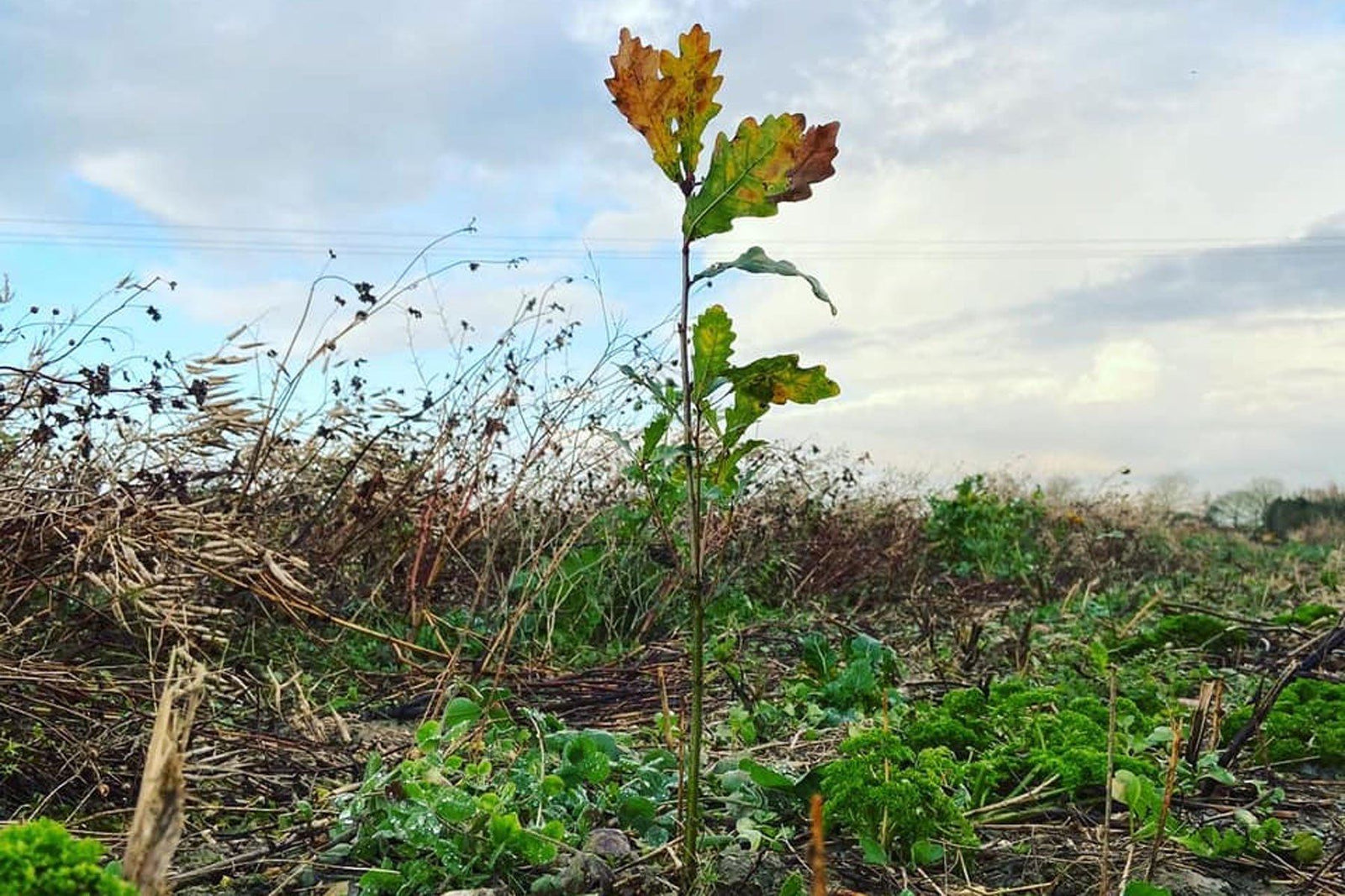 Trees at the Bean Store
