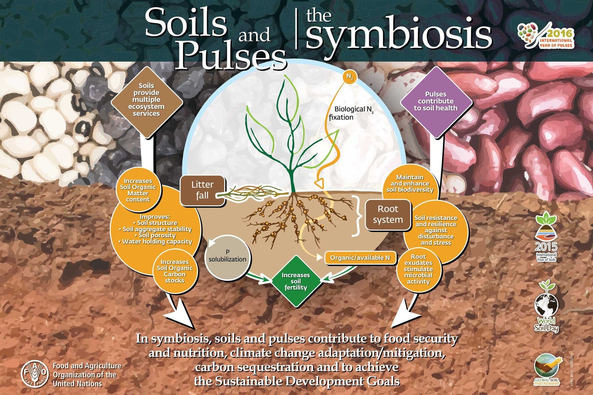 Soils and Pulses, a Symbiosis for Life