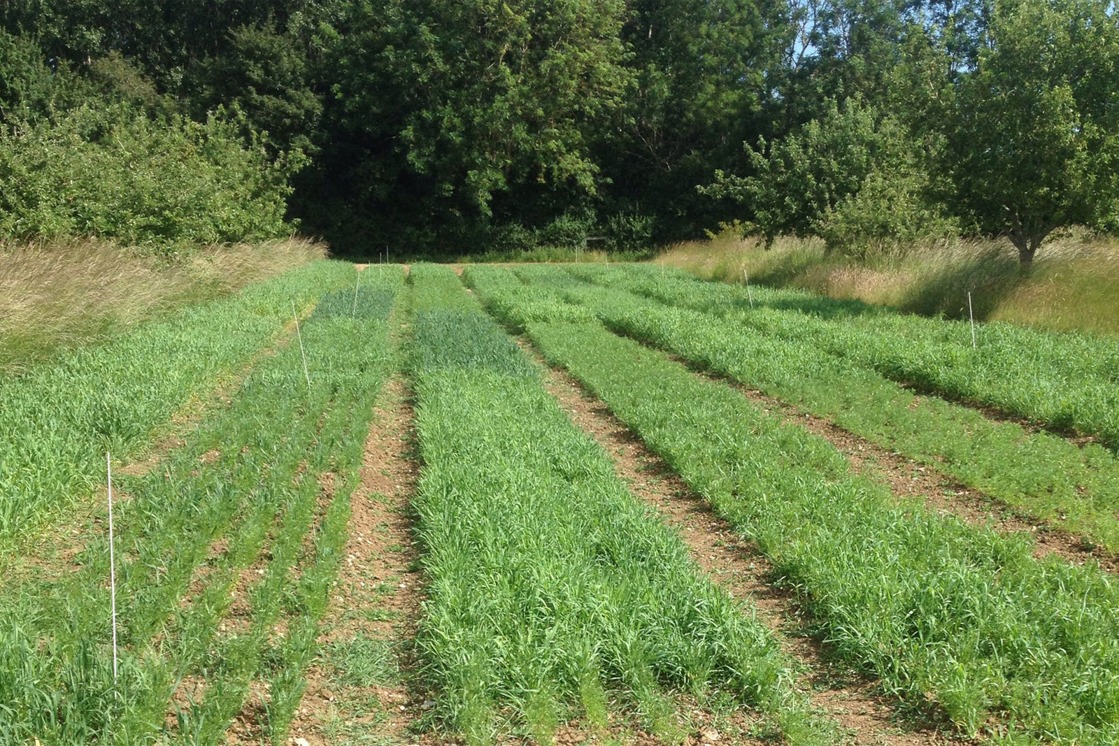 Suffolk's first organic lentils