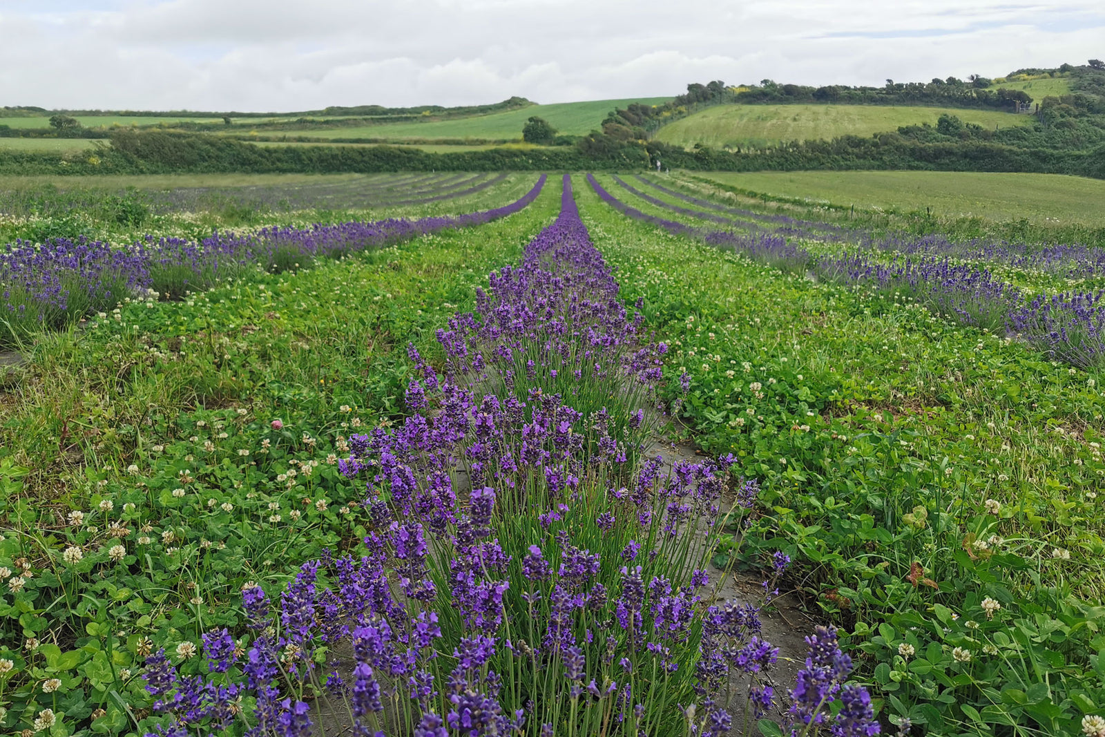 To the End of the Ley Line