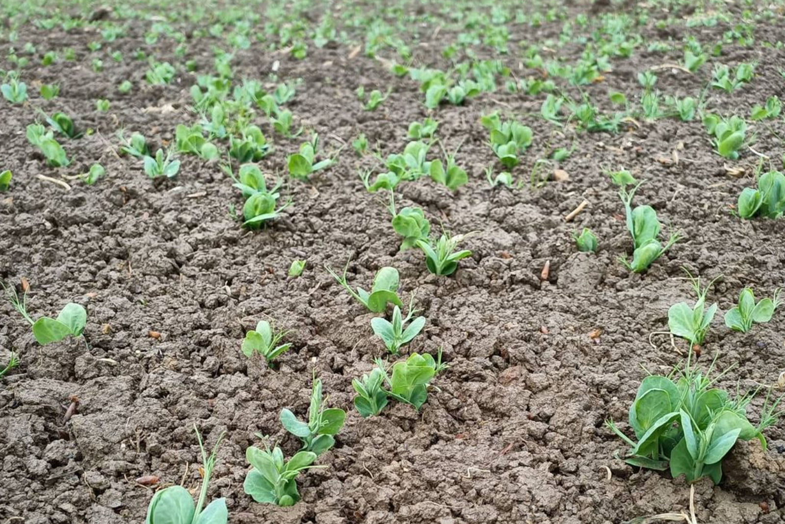 Organic Marrowfat Peas at Little Bytham