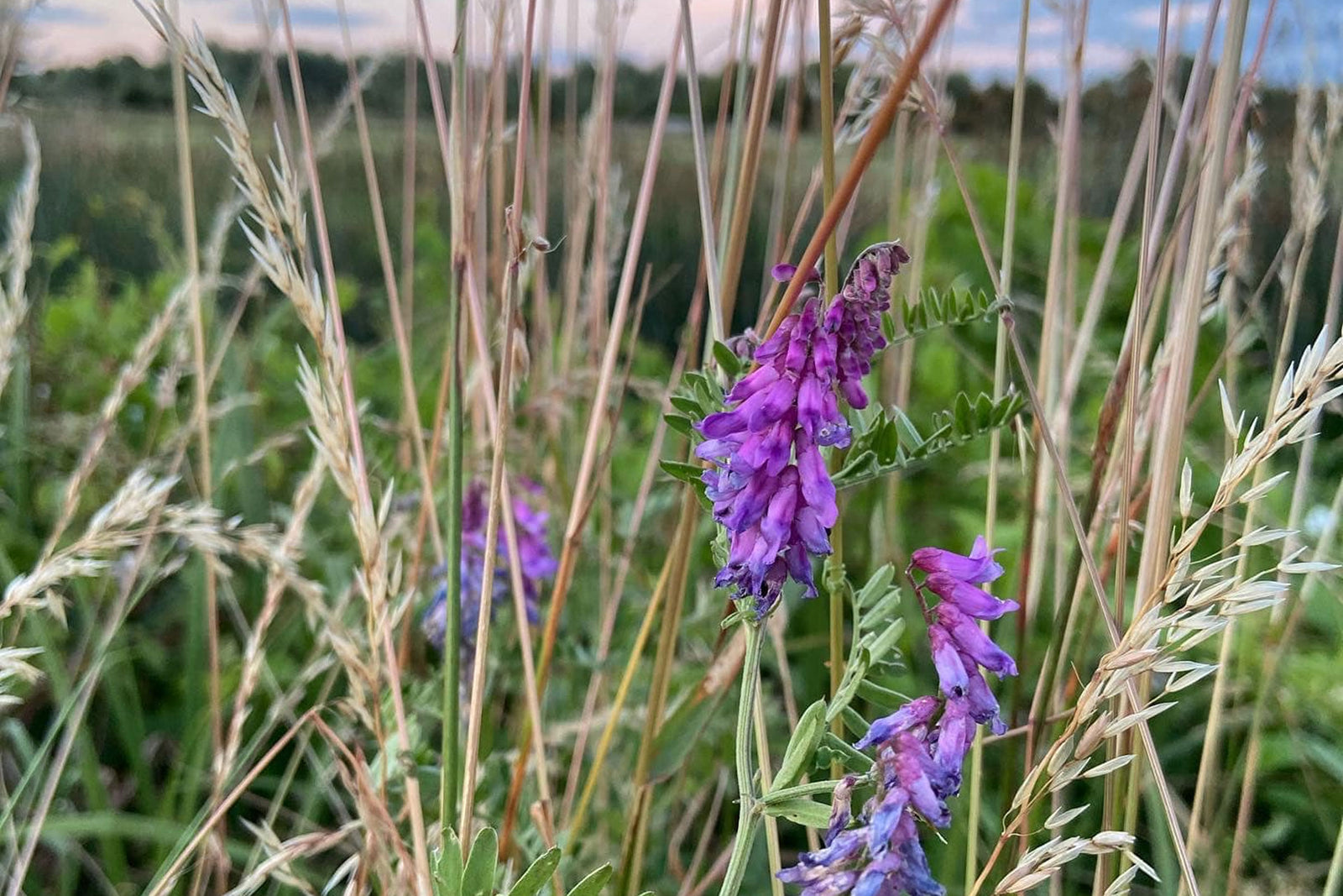Have we been doing it all wrong? Diversity for resilience