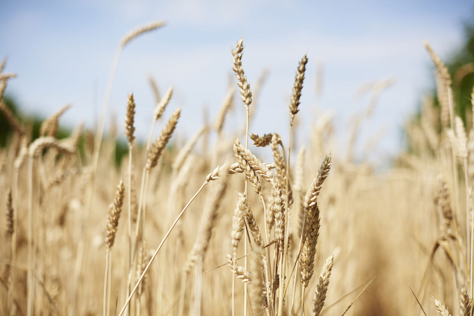 Food for Thought: an essential earful, a knead to read & more