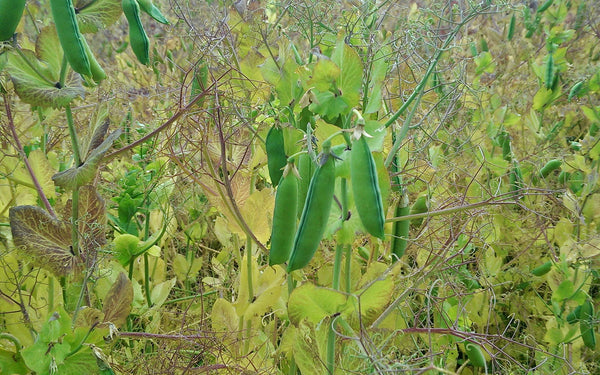 Carlin Peas