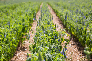Chia grown in Essex