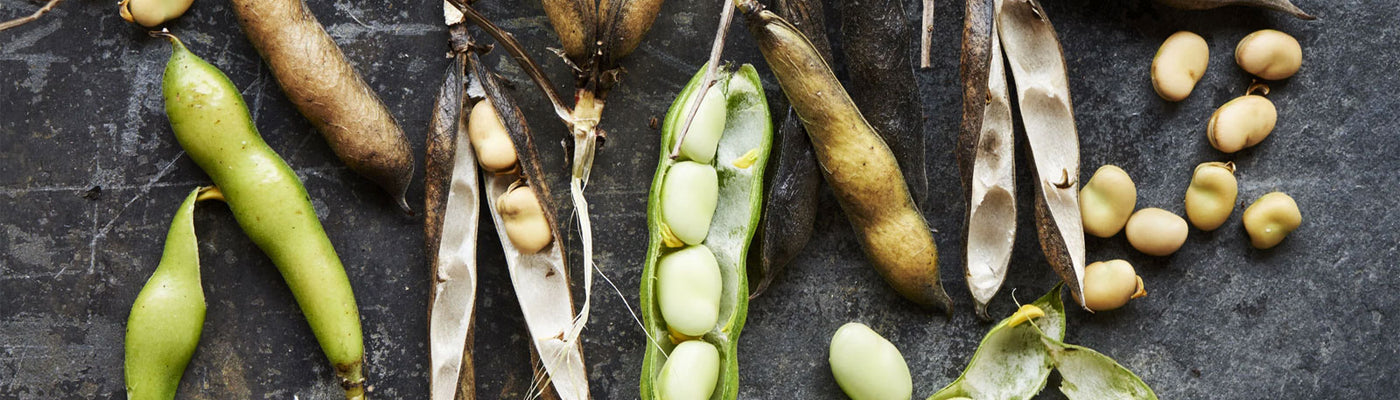 Fava Beans from British Farms