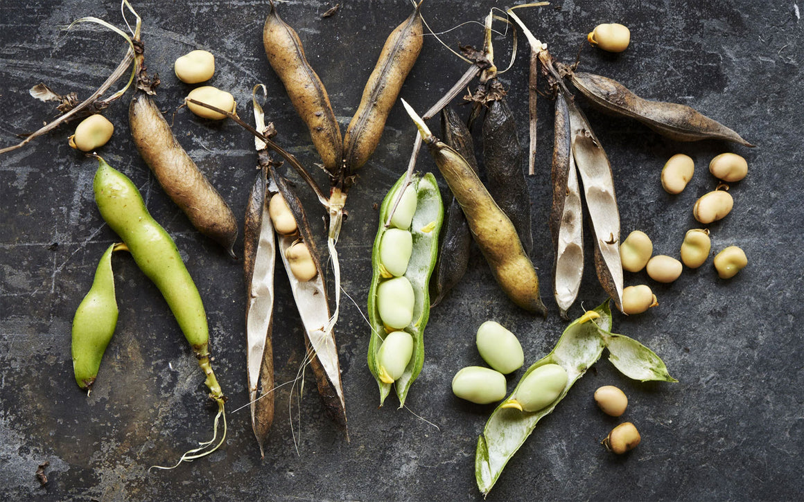 Fava Beans from British Farms