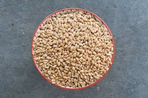 Flanders Wheat