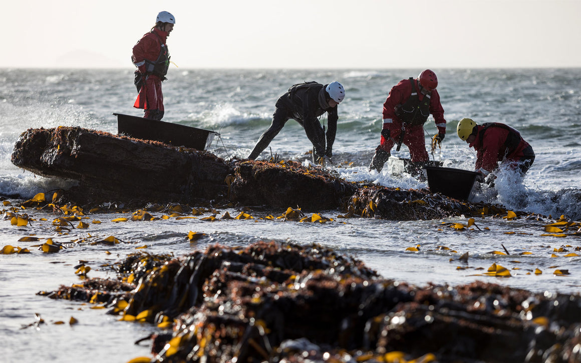Mara Seaweed harvesting
