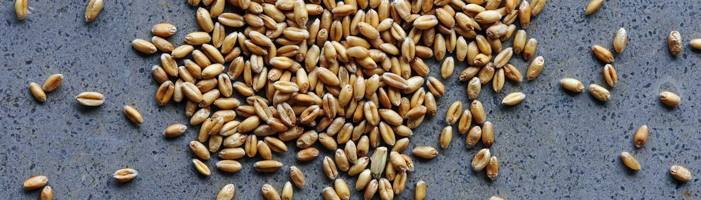 Cereal Grain